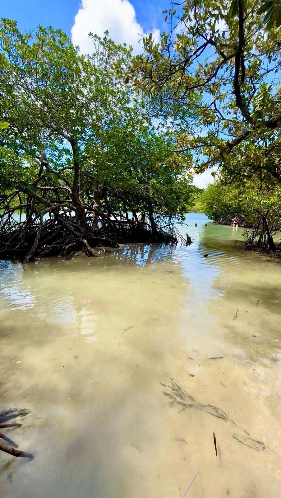 Balade dans la mangrove aux eaux peu profondes
